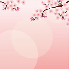 桜　背景