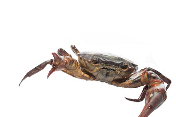 crab isolated on white background