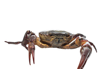 crab isolated on white background