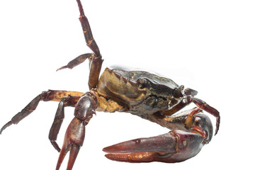 crab isolated on white background