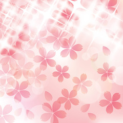 Fototapeta premium 桜_光