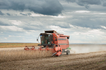 Fototapeta premium Harvesting of soy bean