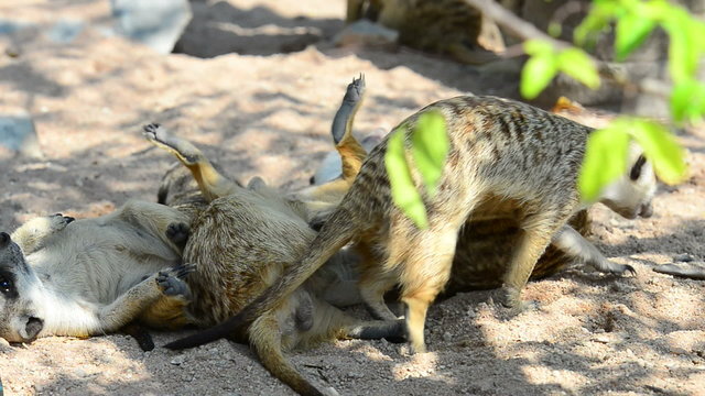 Meerkat Playing