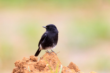 Pied Bushchat  Saxicola   male in Sri lanka