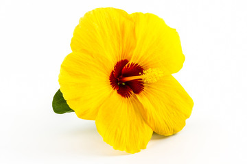 Yellow hibiscus flower.