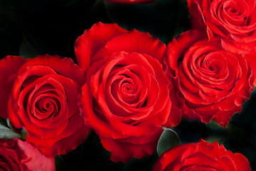 Scarlet roses on dark