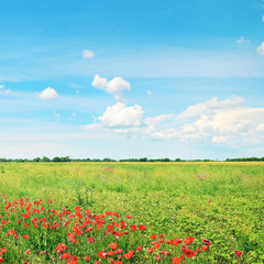 Fototapety  piękne pole pszenicy i błękitne pochmurne niebo