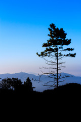 pine tree