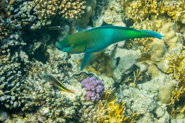 Rusty Parrotfish