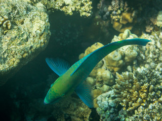 Rusty Parrotfish