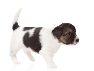 mixed breed puppy walking. isolated on white background