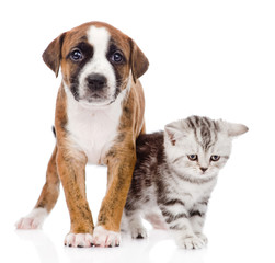 Scottish kitten and cute puppy together. isolated on white 