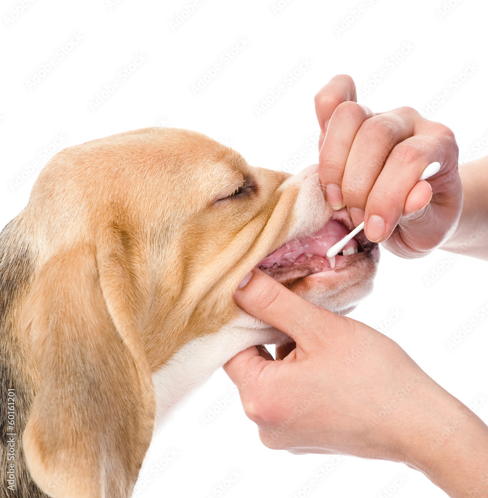 Sticker dog getting teeth examined by veterinarian