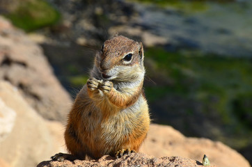 erdhörnchen