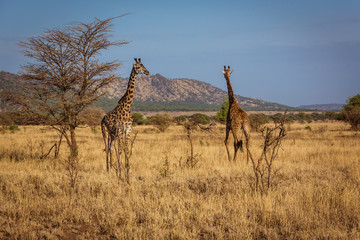 Two african giraffes