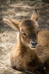 Roe deer baby