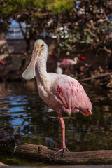 Rose spoonbill in the zoo