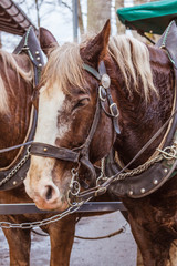horse in harness close-up