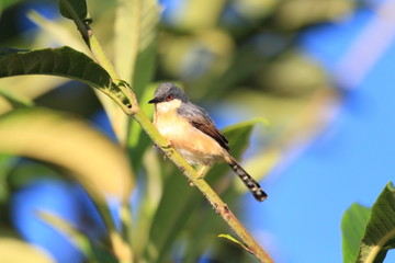 Ashy Prinia  in Sri lanka