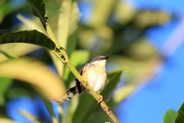 Ashy Prinia  in Sri lanka