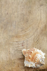 Muschel auf Holzbrett