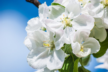 blossoming apple tree, spring flowers