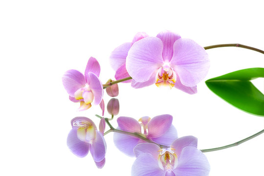 orchid with reflection on white background