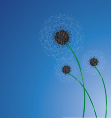 vector dandelion