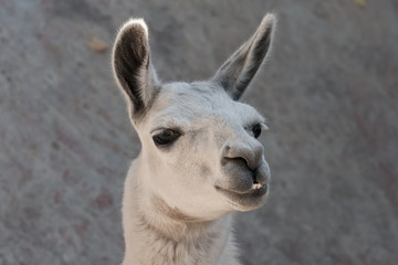 Llama
