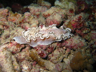 Nacktschnecke
