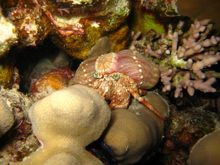 Anemonenkrabbe