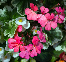 Flowers