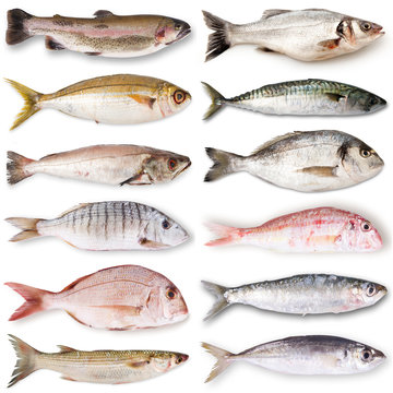 collage di pesce fresco