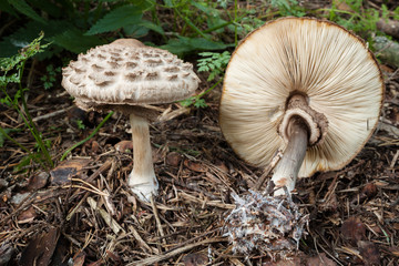 Shaggy parasol