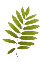 Rowan leaf