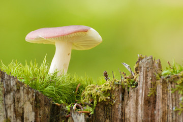 Mushroom on a tree stump