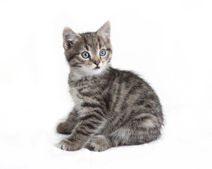 gray tabby cat sitting