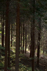 Fototapeta premium Jinhae im Herbst