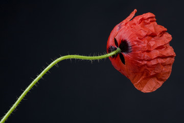 klatschmohn