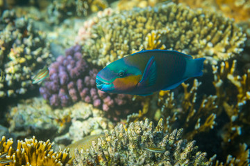 Fototapeta na wymiar Rusty Parrotfish