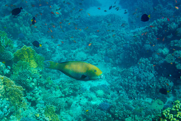 Obraz na płótnie Canvas Rusty Parrotfish