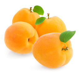 Apricots on white