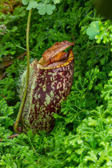 nepenthes