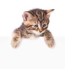 Kitten with a blank