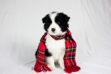Puppy with tartan scarf