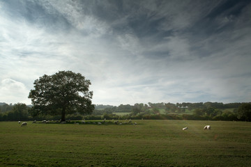 Picturesque view of countryside, Cotswold, England
