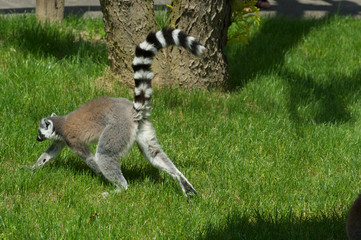 lemur