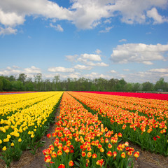 Fototapeta na wymiar Holenderski żółte i pomarańczowe pola tulipanów w słoneczny dzień