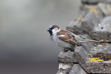 House sparrow, Passer domesticus