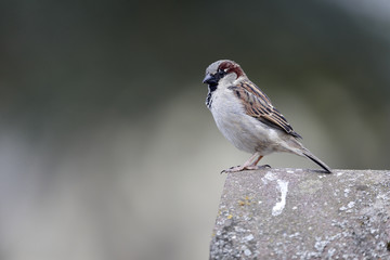 House sparrow, Passer domesticus